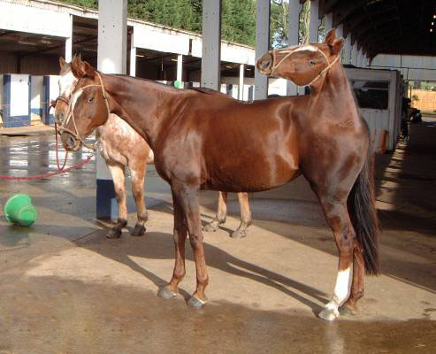 Photoshop-Design von deanimate für DesignCrowd (Community Contests) | Design #9137577