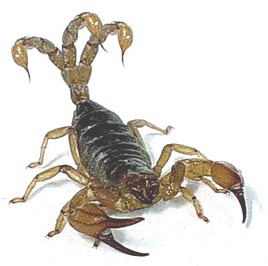 Photoshop Design by RealMeert for DesignCrowd (Community Contests) | Design #9137573