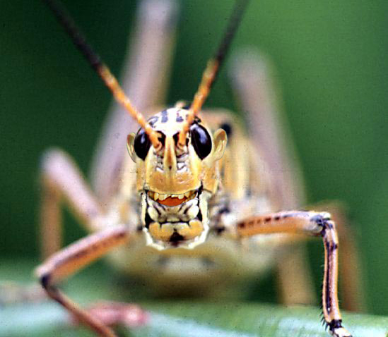 Diseño de Photoshop por Stephie para DesignCrowd (Community Contests) | Diseño #9137604