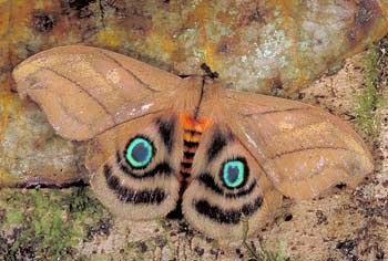 Diseño de Photoshop por Salster para DesignCrowd (Community Contests) | Diseño #9141463