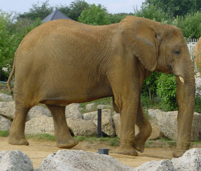 Photoshop Design by DeadElvis for DesignCrowd (Community Contests) | Design #9137597