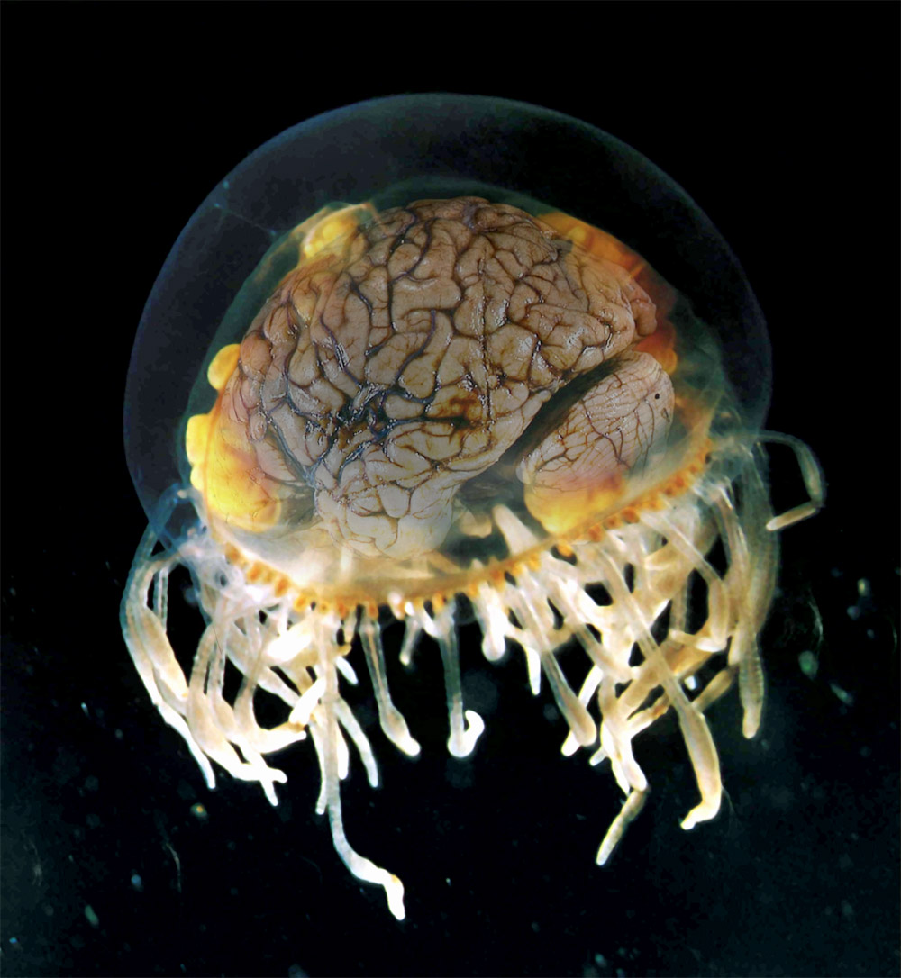 Photoshop Design by BronzeWing for DesignCrowd (Community Contests) | Design #9137610