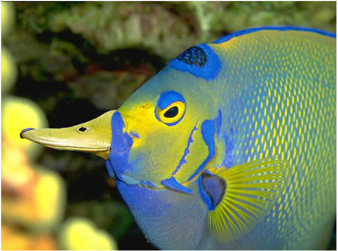 Diseño de Photoshop por mattedesa para DesignCrowd (Community Contests) | Diseño #9137644