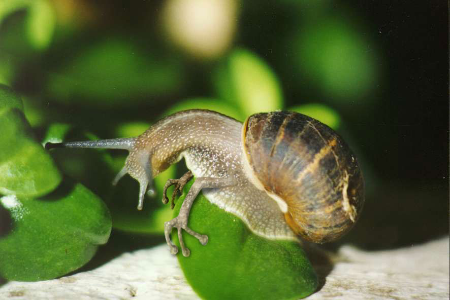 Design Photoshop par Jolt pour DesignCrowd (Community Contests) | Design #9137708