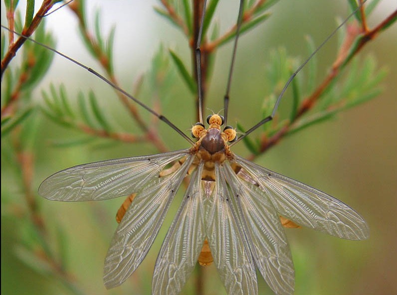 Photoshop Design by SiIkenFairy for DesignCrowd (Community Contests) | Design #9137697