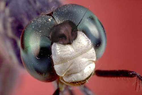 Photoshop-Design von MadamXelda für DesignCrowd (Community Contests) | Design #9137709