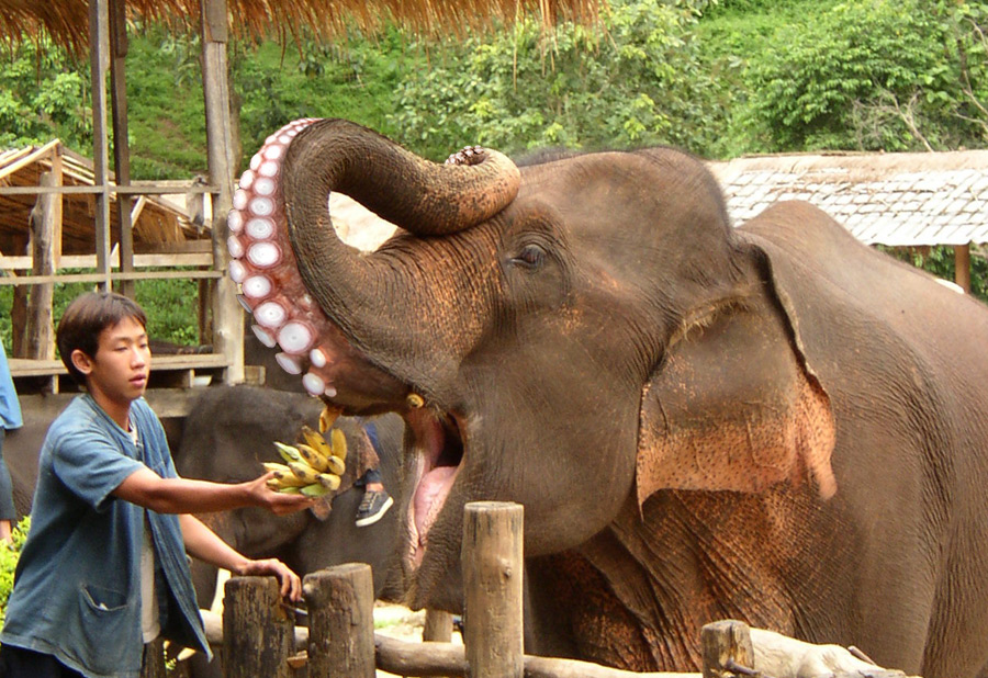 Design Photoshop par Xanadu pour DesignCrowd (Community Contests) | Design #9137772