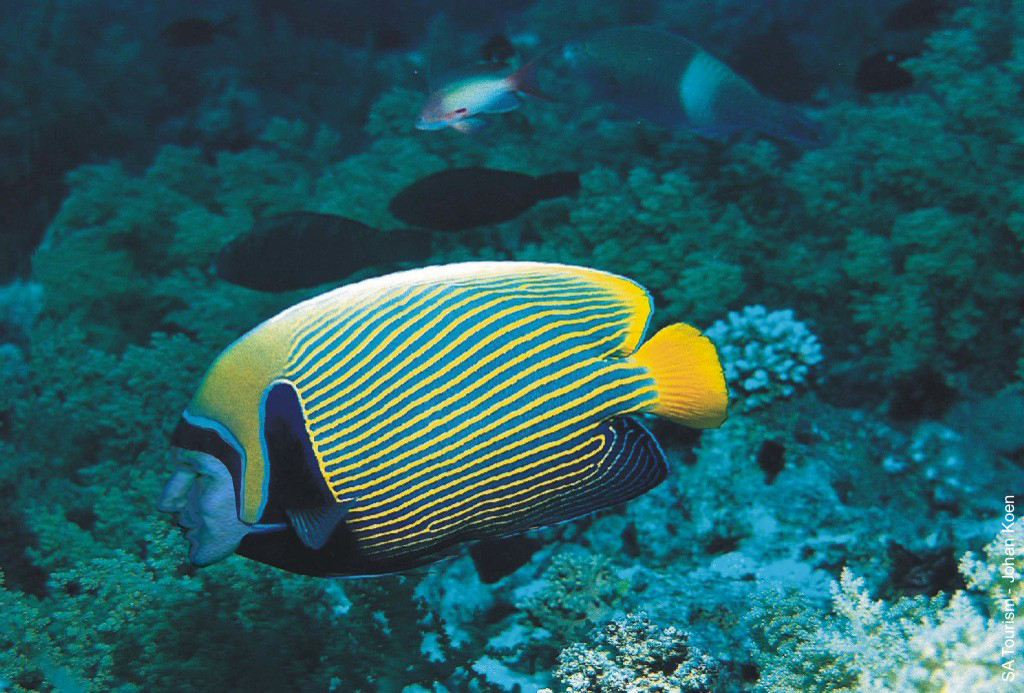 Photoshop-Design von Bobz für DesignCrowd (Community Contests) | Design #9137704