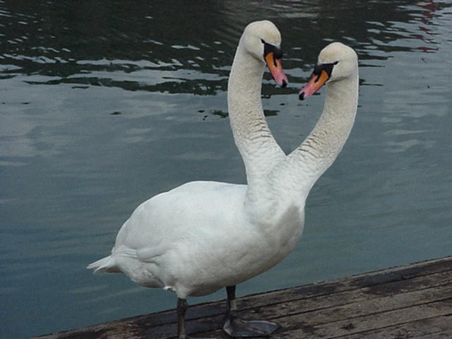 Design Photoshop par LesKellert pour DesignCrowd (Community Contests) | Design #9137826