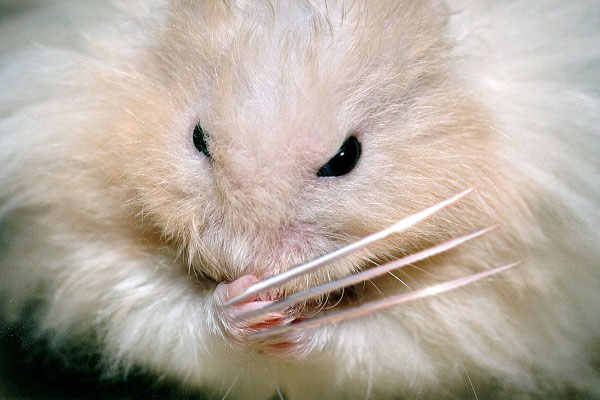 Photoshop Design by mafoca for DesignCrowd (Community Contests) | Design #9137758