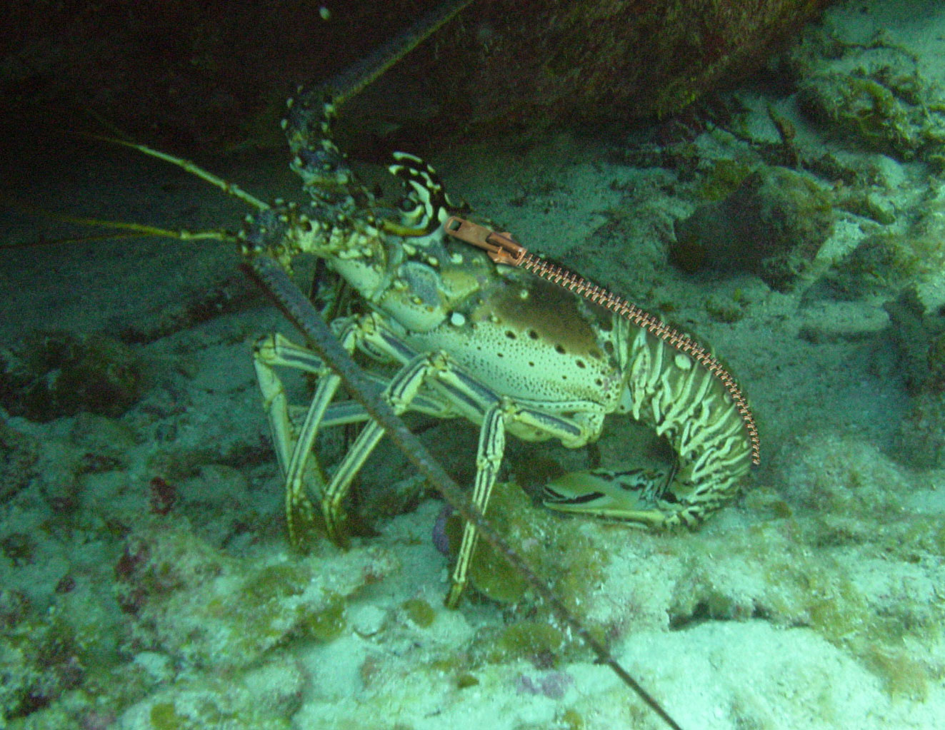 Photoshop Design by digsRus for DesignCrowd (Community Contests) | Design #9137828