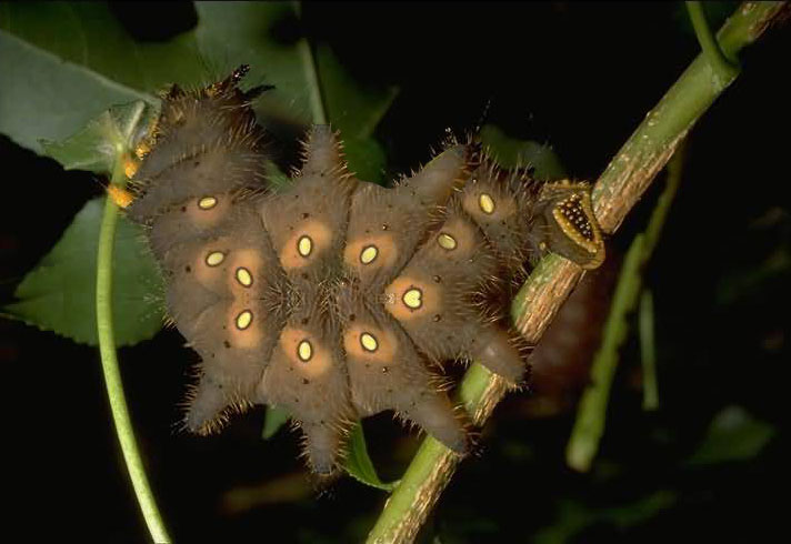 Design Photoshop par Dunga2_BANNED pour DesignCrowd (Community Contests) | Design #9137807