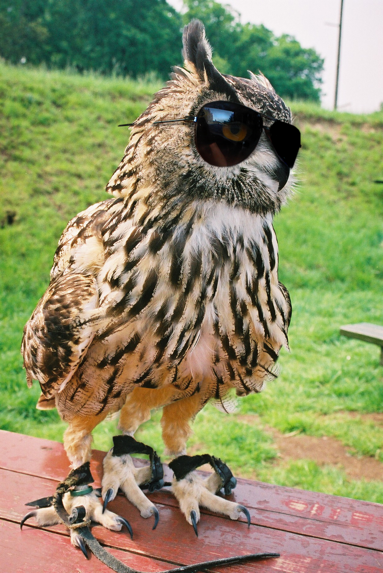 Design Photoshop par bigbucho pour DesignCrowd (Community Contests) | Design #9137765