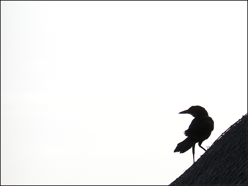 Photography by Tommy1de for DesignCrowd (Community Contests) | Design #9123811