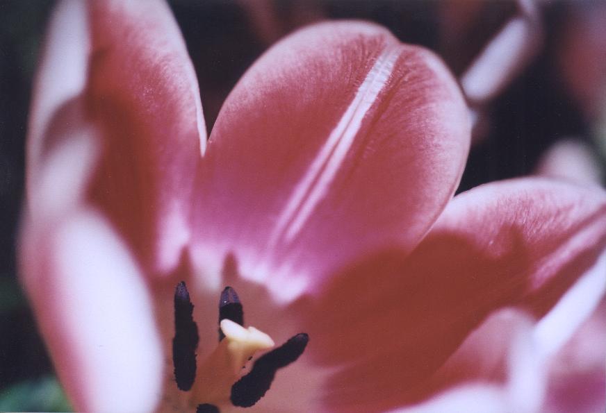 Photography by Krystal for DesignCrowd (Community Contests) | Design #9136476