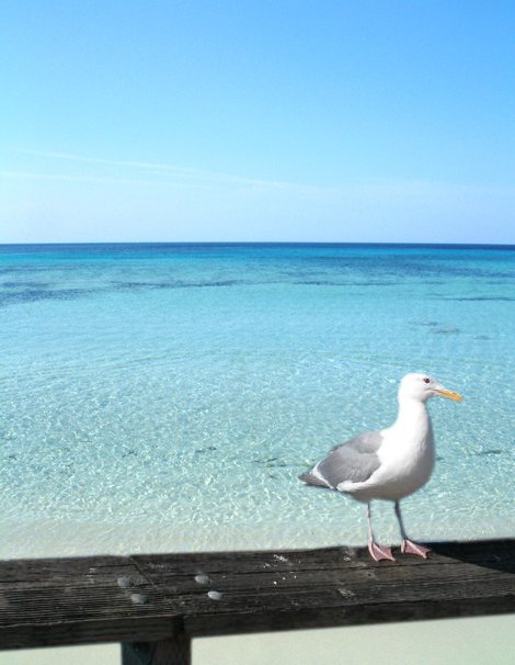 Photoshop Design by babyliz for DesignCrowd (Community Contests) | Design #9121656