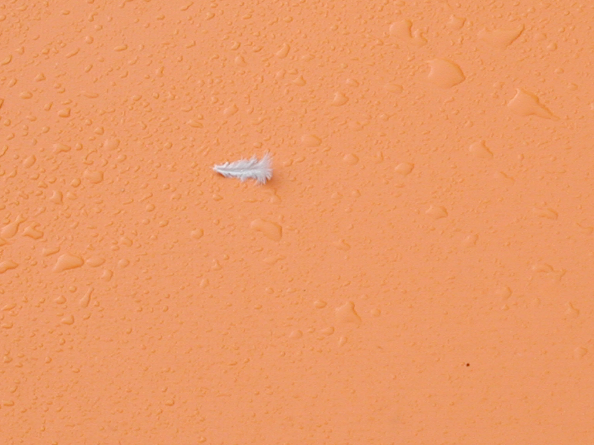 Photography by neoplasticsniper for DesignCrowd (Community Contests) | Design #9123828