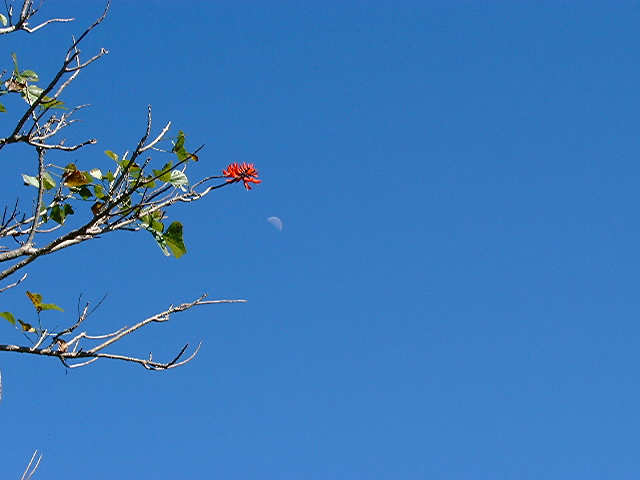 Photography by ahaze1 for DesignCrowd (Community Contests) | Design #9123861