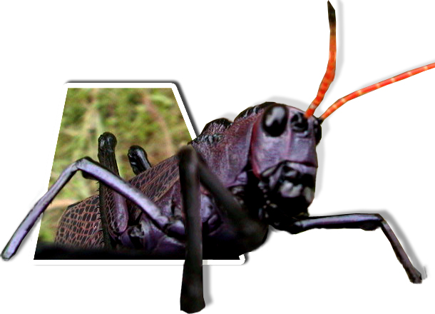 Photoshop-Design von Stephie für DesignCrowd (Community Contests) | Design #9137735