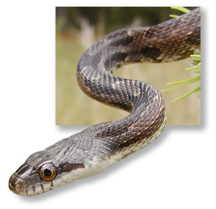 Photoshop Design by Dashovish for DesignCrowd (Community Contests) | Design #9137761