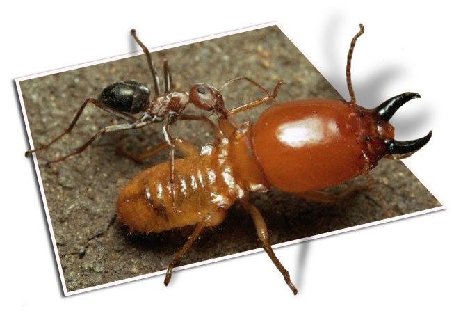 Photoshop Design by BC for DesignCrowd (Community Contests) | Design #9137752