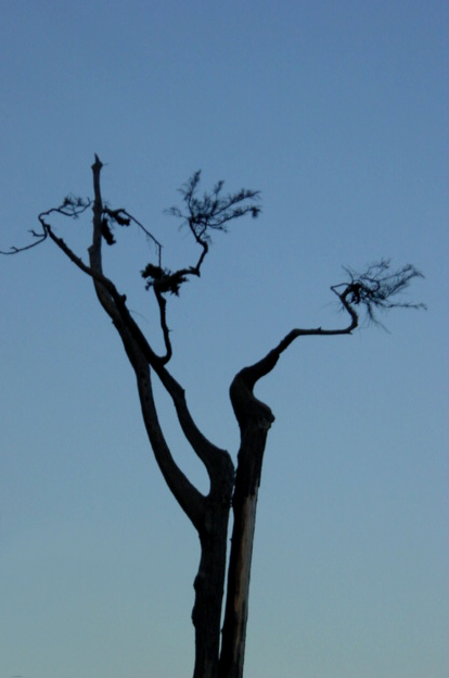 Fotografía por Adriana Draganescu para DesignCrowd (Community Contests) | Diseño #9123885