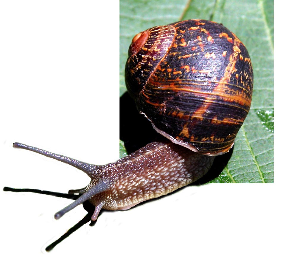 Diseño de Photoshop por Roick para DesignCrowd (Community Contests) | Diseño #9137770