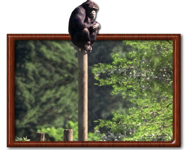 Photoshop Design by AlexL2003 for DesignCrowd (Community Contests) | Design #9137789