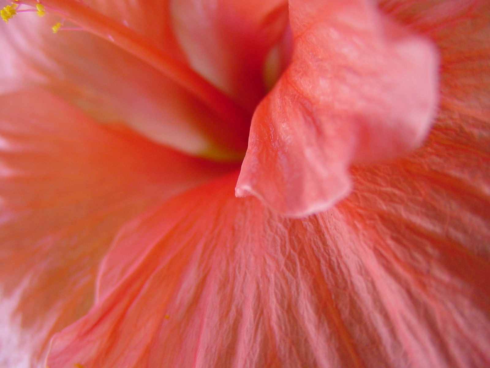 Fotografie von bigbucho für DesignCrowd (Community Contests) | Design #9136544