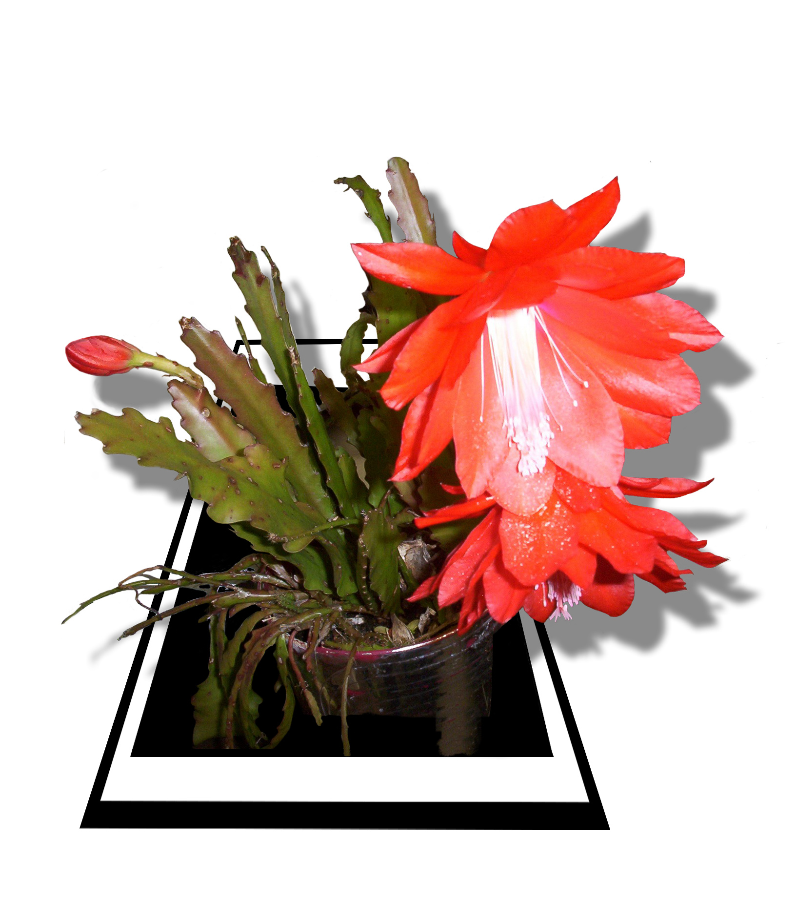 Photoshop Design by Redstar for DesignCrowd (Community Contests) | Design #9137781