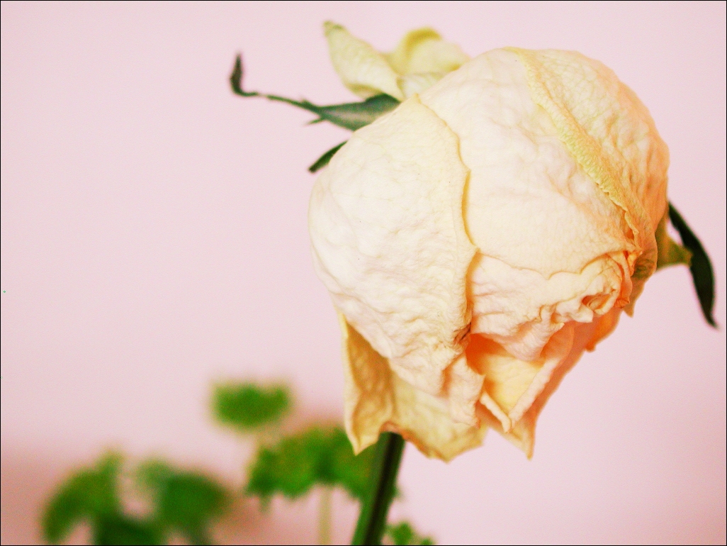 Photography by Jondor for DesignCrowd (Community Contests) | Design #9136589
