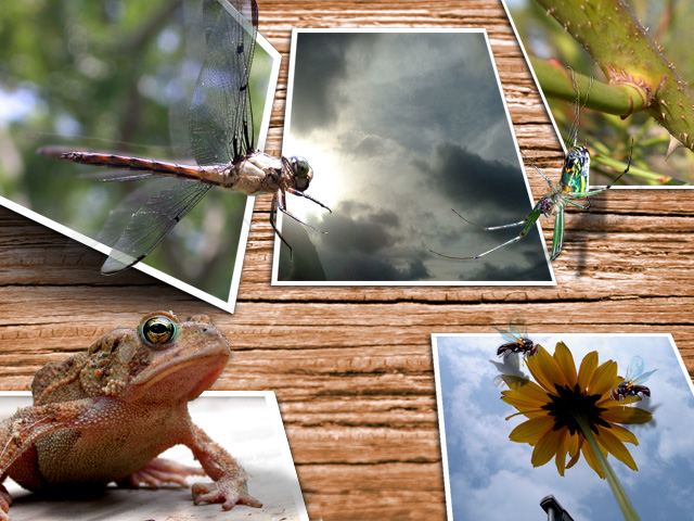 Photoshop Design by omengeorge for DesignCrowd (Community Contests) | Design #9137990