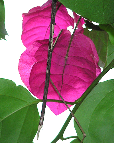 Photography by cometgymmom for DesignCrowd (Community Contests) | Design #9136549