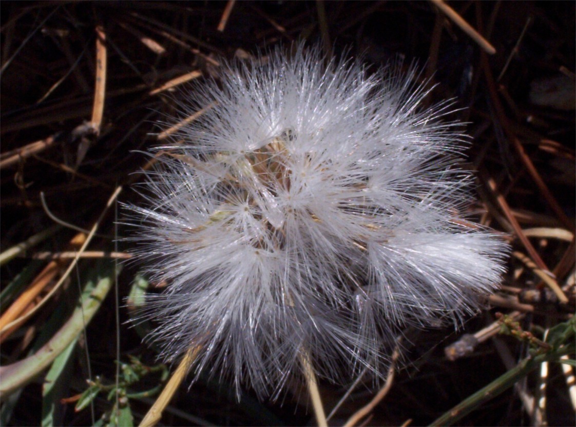 Fotografía por Spook para DesignCrowd (Community Contests) | Diseño #9136538