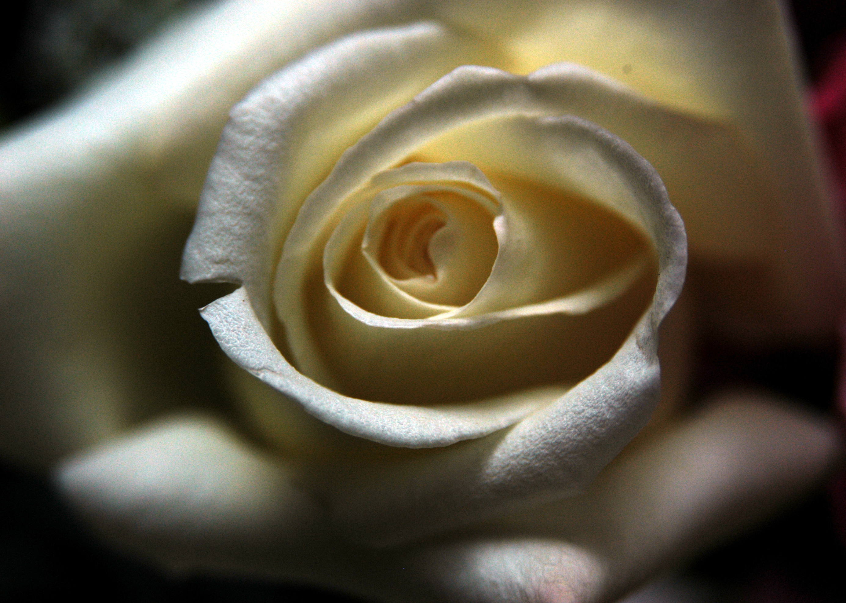 Photographie par Silverkatt pour DesignCrowd (Community Contests) | Design #9136561