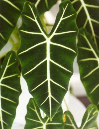 Photography by dollyllama for DesignCrowd (Community Contests) | Design #9142466