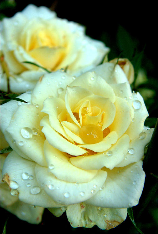 Photography by FastLane for DesignCrowd (Community Contests) | Design #9136529