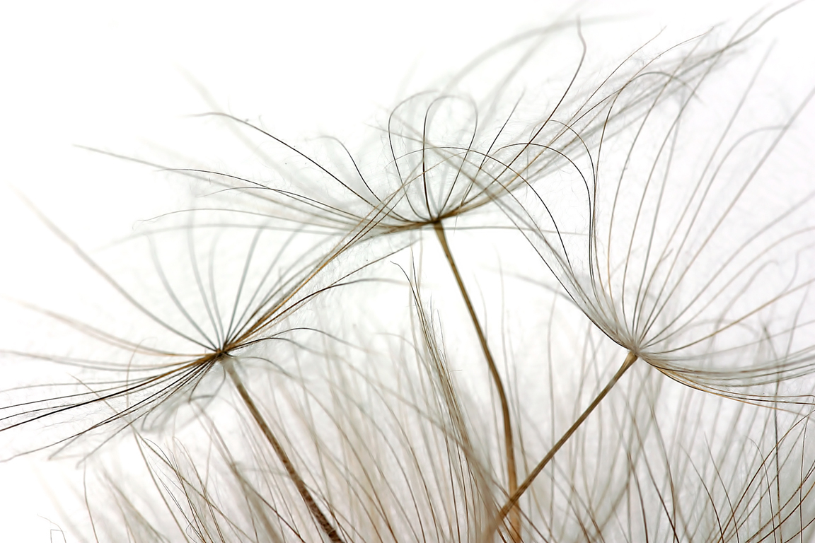 Photography by cats4dogs for DesignCrowd (Community Contests) | Design #9136712