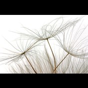 Photography by cats4dogs