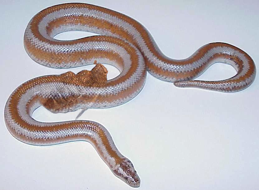 Photoshop-Design von Grimtooth für DesignCrowd (Community Contests) | Design #9137129