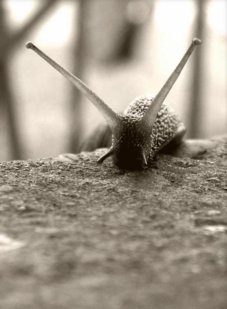 Fotografie von roma4 für DesignCrowd (Community Contests) | Design #9136675