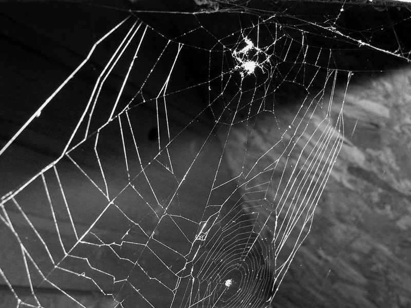 Photographie par Trinity-of-One pour DesignCrowd (Community Contests) | Design #9136638