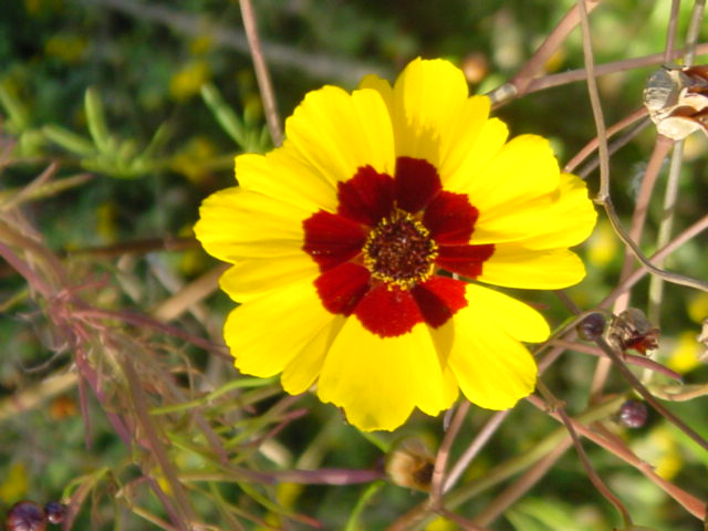 Fotografía por Adriana Draganescu para DesignCrowd (Community Contests) | Diseño #9136680