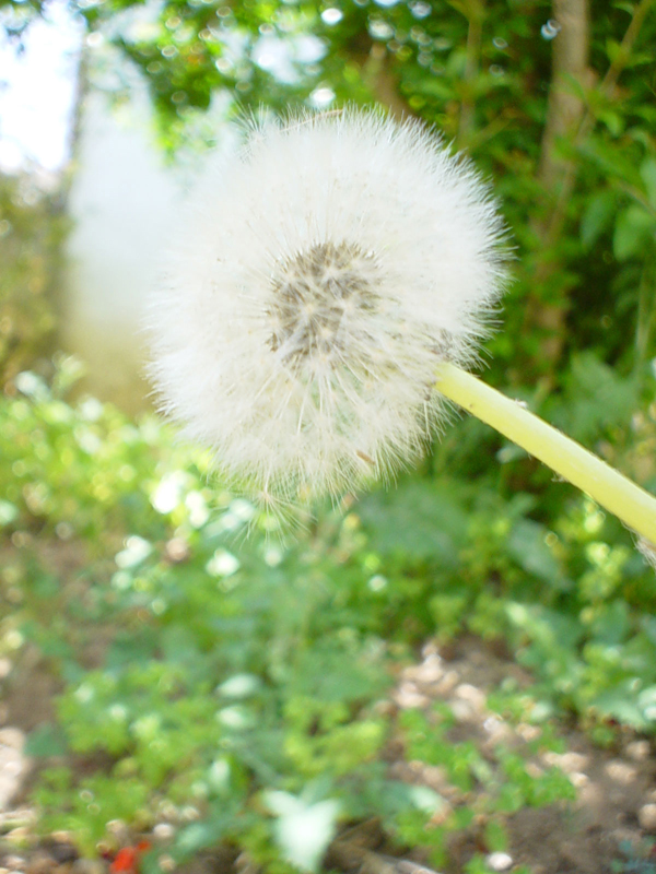 Photography by Dunga2_BANNED for DesignCrowd (Community Contests) | Design #9136728