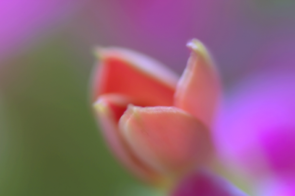 Photography by dejetz for DesignCrowd (Community Contests) | Design #9136723