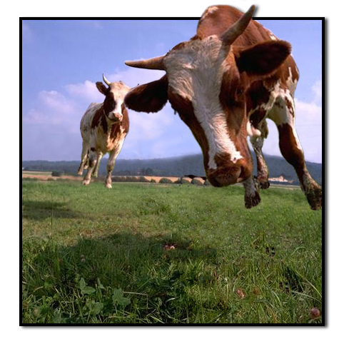 Photoshop Design by PiphazFred for DesignCrowd (Community Contests) | Design #9140377