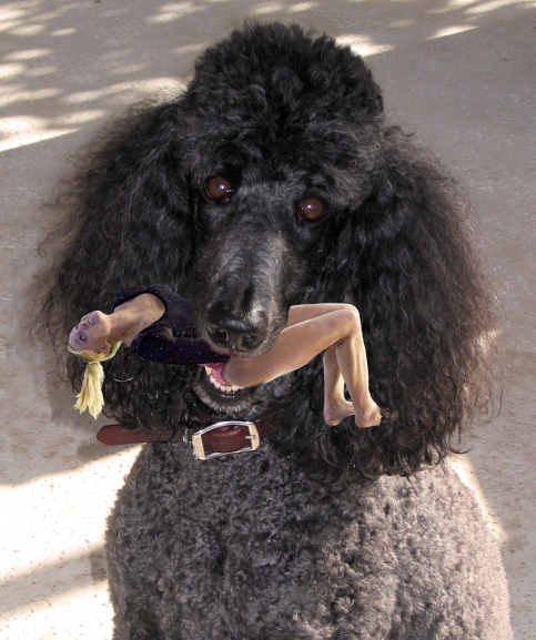 Photoshop Design by koalachimbo for DesignCrowd (Community Contests) | Design #9133999