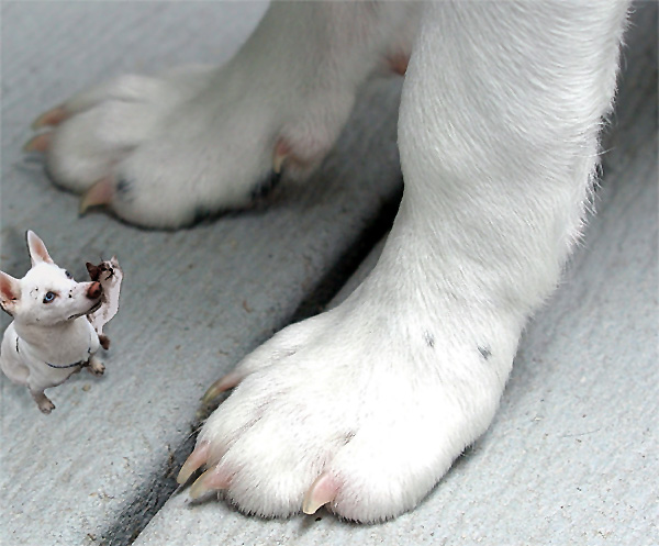 Photoshop Design by Clementine for DesignCrowd (Community Contests) | Design #9134098