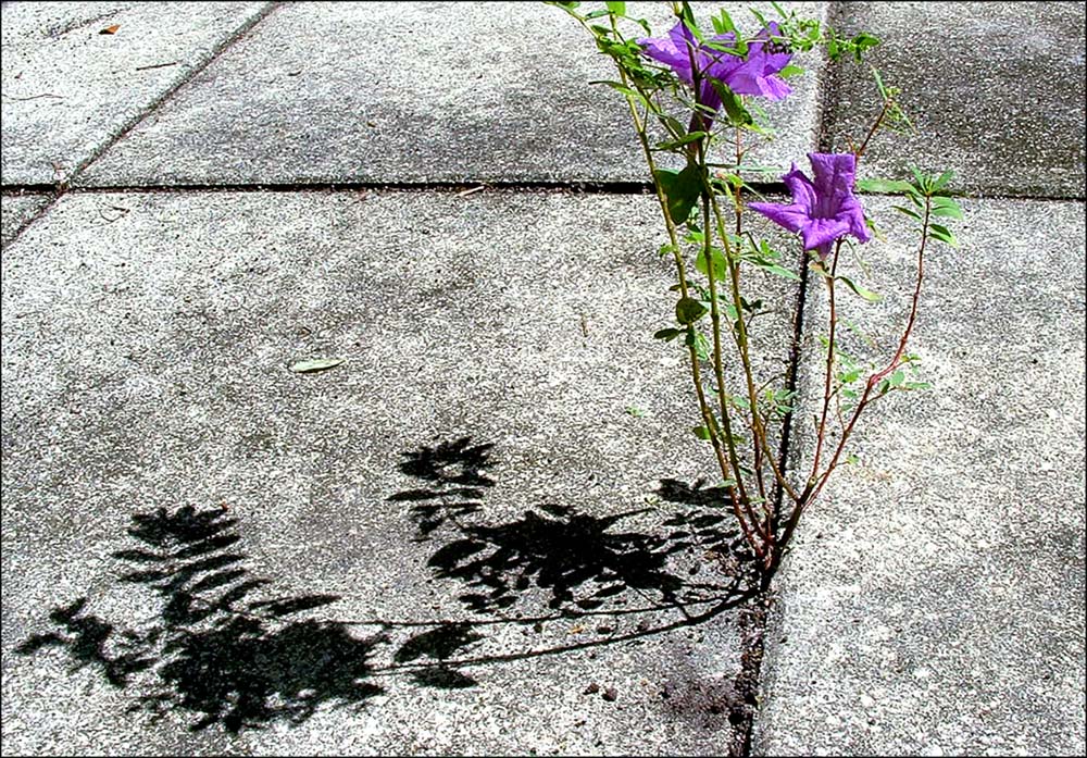 Photographie par TampaDroid pour DesignCrowd (Community Contests) | Design #9112978