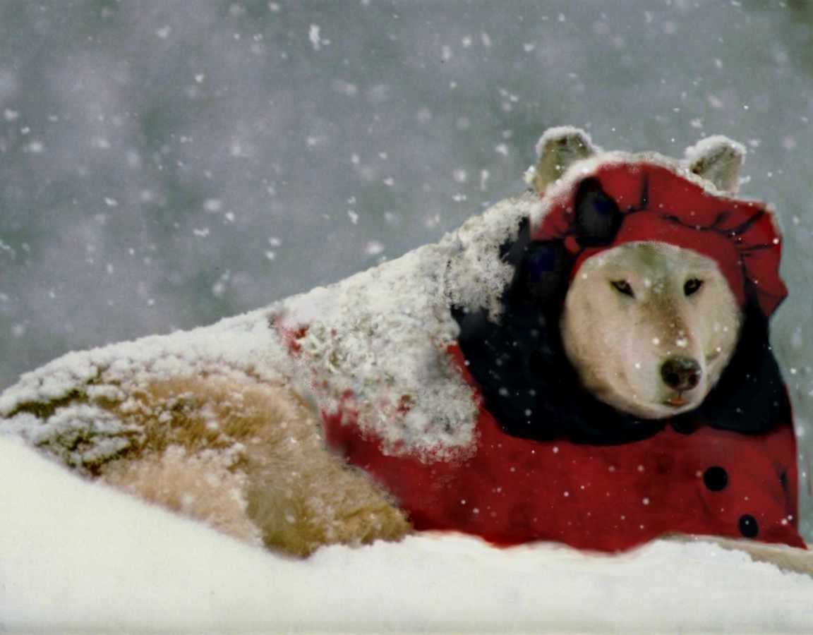 Photoshop-Design von whitewhale für DesignCrowd (Community Contests) | Design #9112096